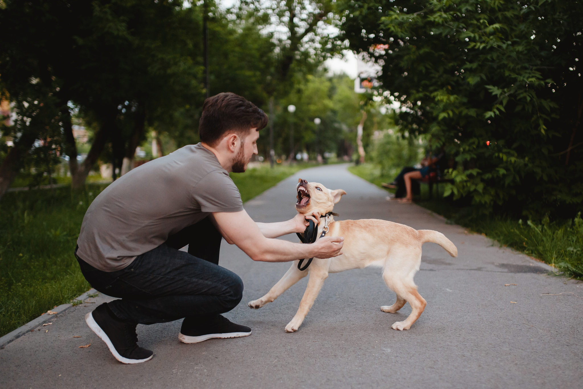 how-does-the-law-protect-you-from-dog-bites-dog-bite-lawyer-phoenix